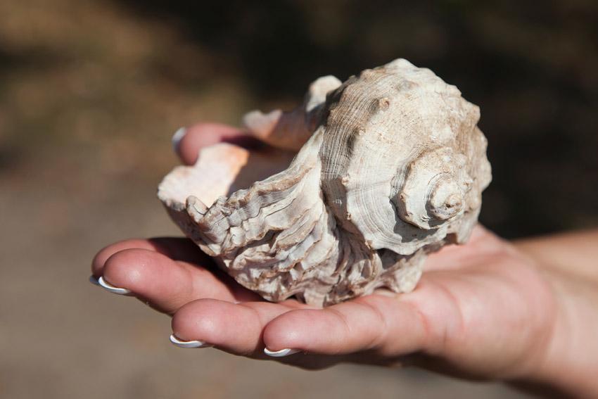 Een hand met een schelp in zacht natuurlijk licht
